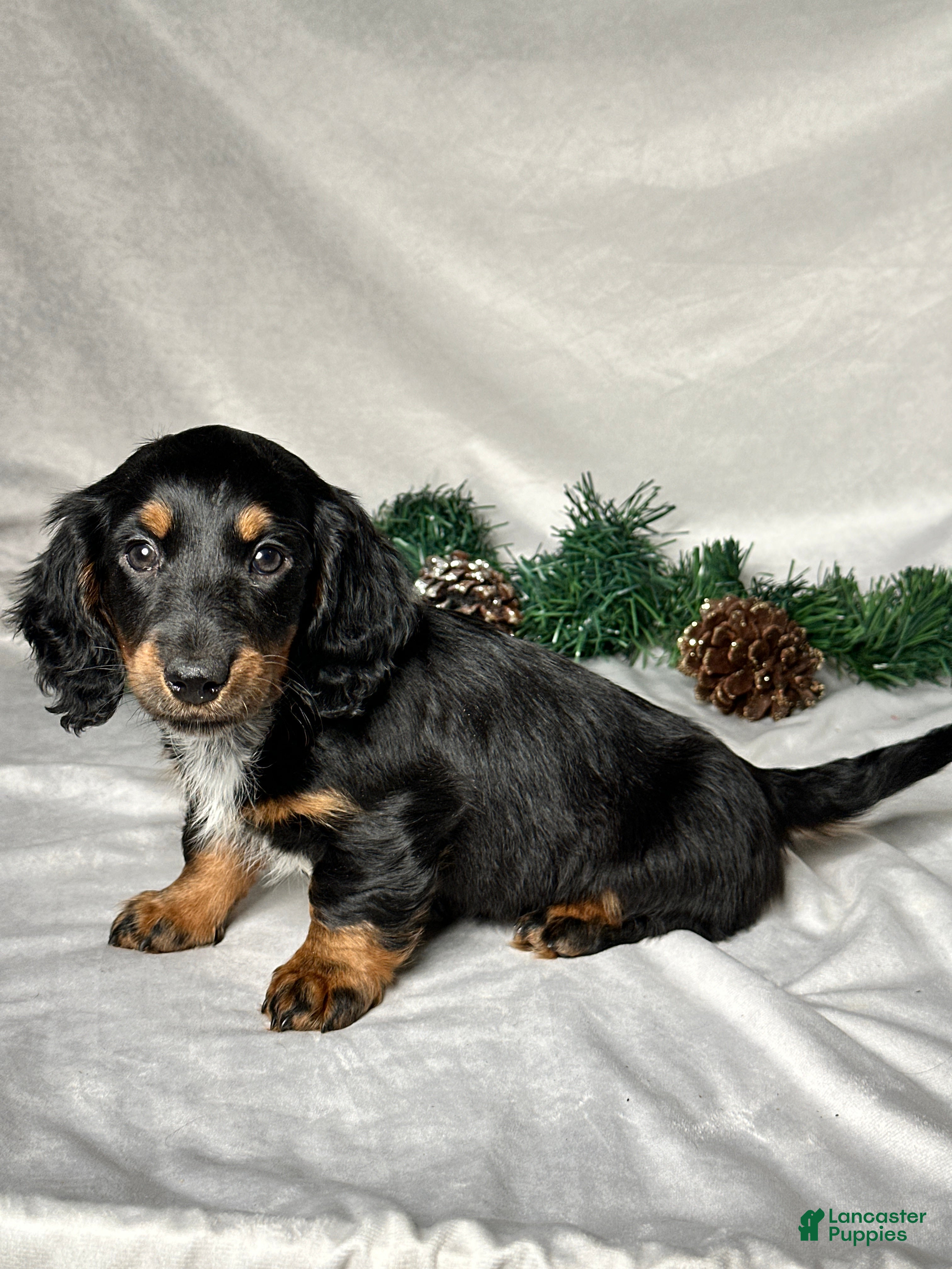Miniature Dachshund dogs Leo - Ad 2