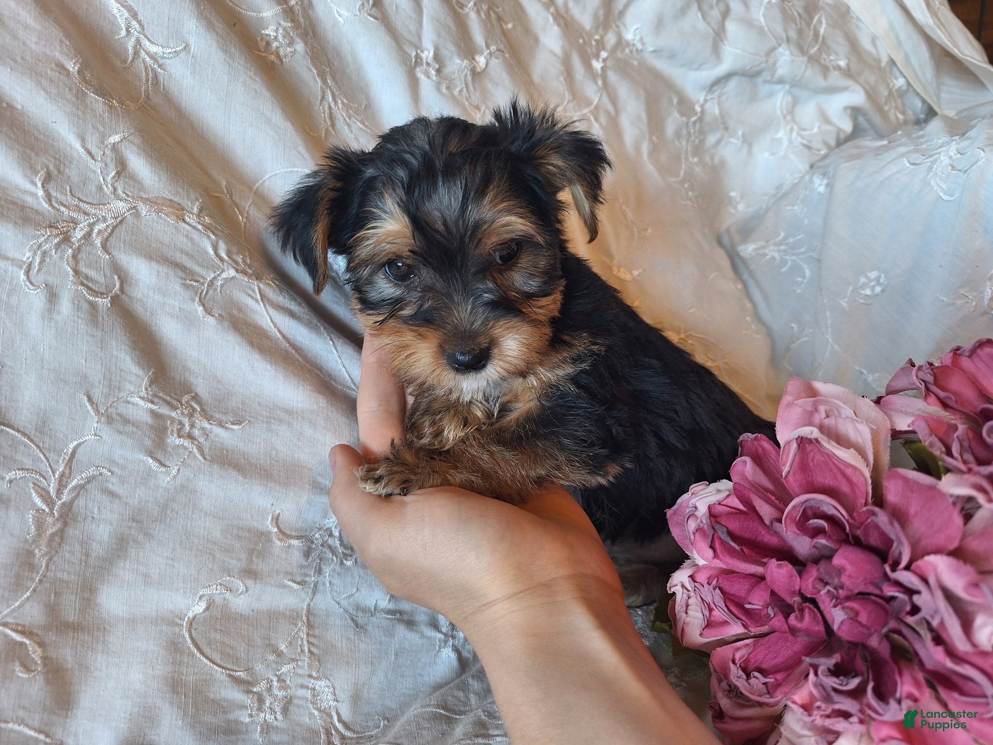 Yorkshire Terrier dogs Tootsie - Ad 2