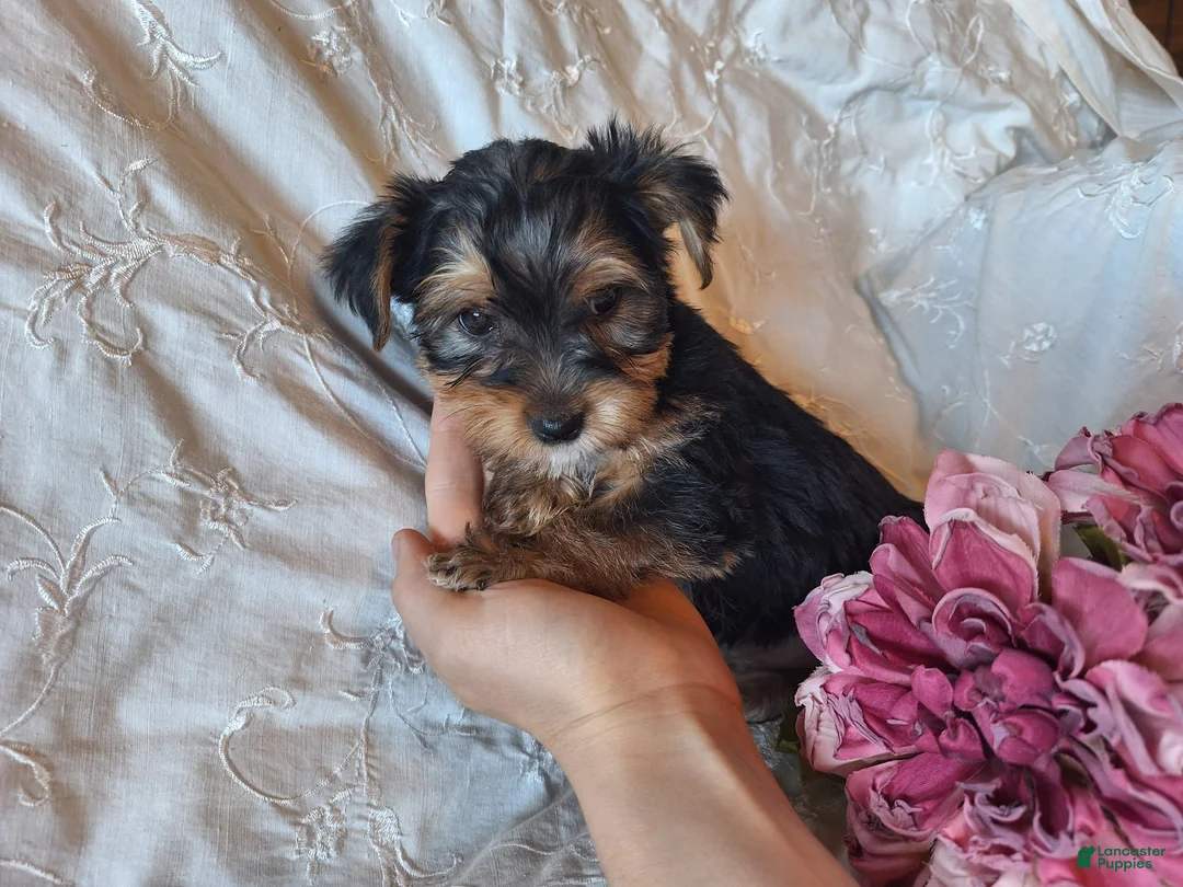 Yorkshire Terrier dogs for sale: Tootsie - Ad 2