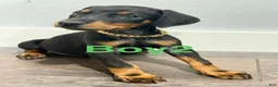 Doberman Pinscher dogs for sale: Doberman Pinscher 2 - Ad 3
