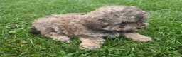 Havapoo dogs for sale: Havapoo female 2 - Ad 2