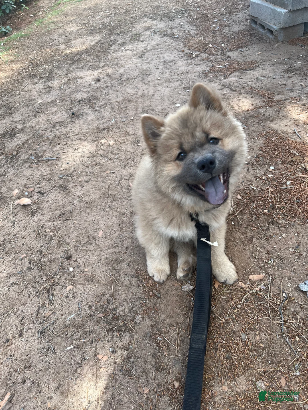Chow Chow dogs for sale: Chow Chow 1 - Ad 2