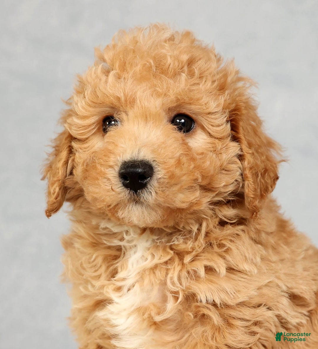 Bichpoo dogs for sale: Chief - Ad 9