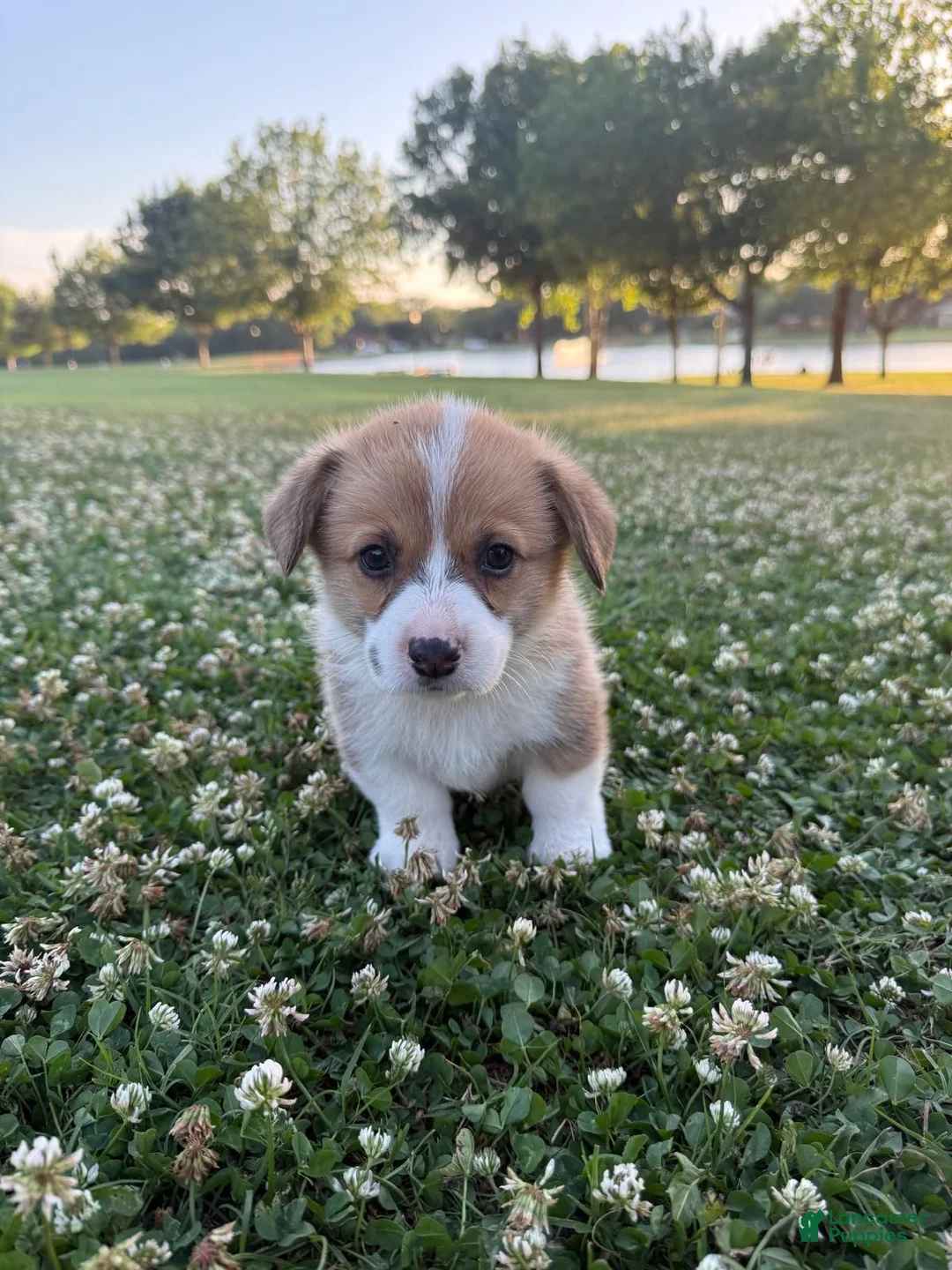 Welsh Corgi Pembroke dogs for sale: Welsh Corgi Pembroke Puppy 1 - Ad 1