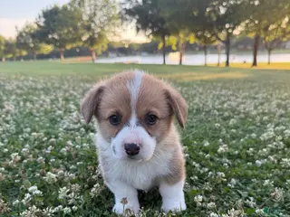 Welsh Corgi Pembroke dogs for sale: Welsh Corgi Pembroke Puppy 1 - Ad 4