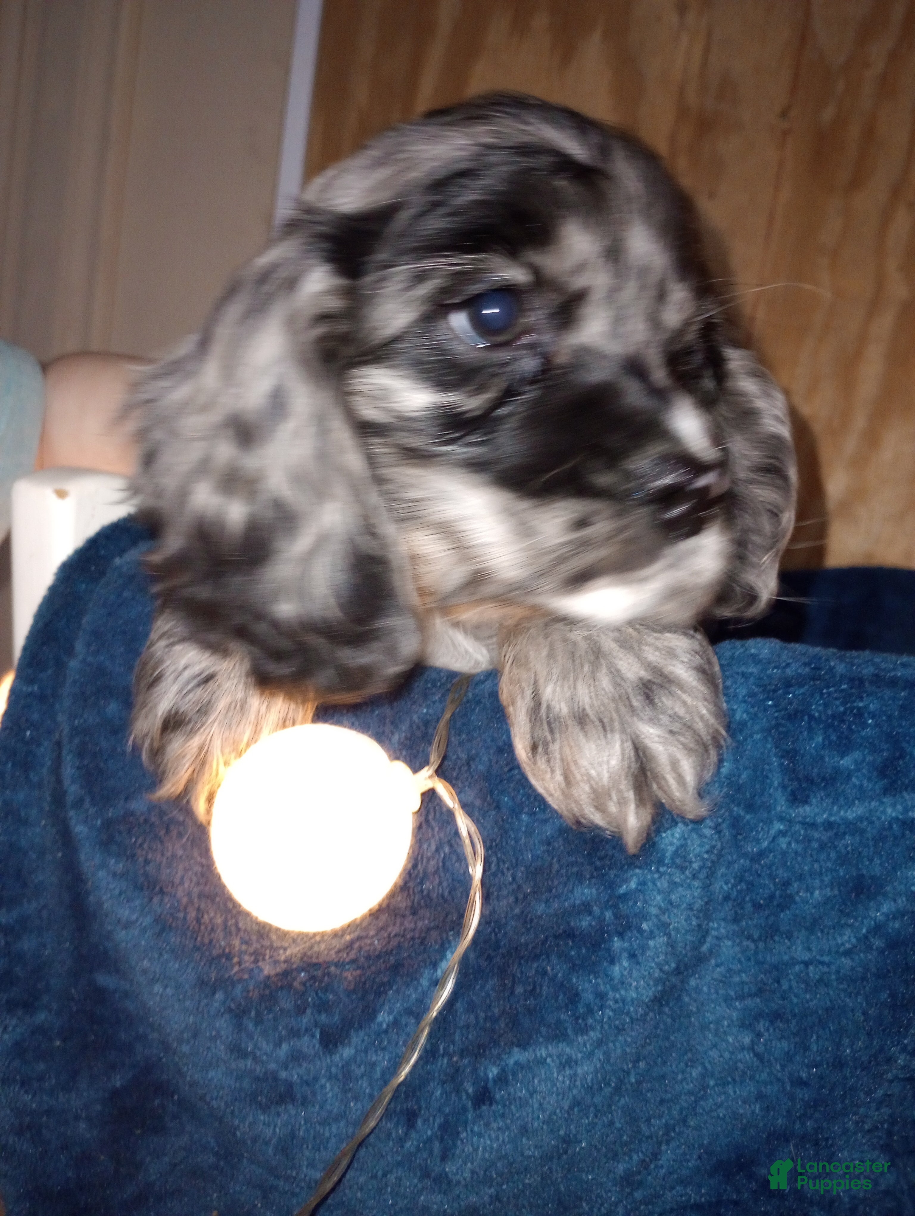 Cocker Spaniel dogs Sunny - Ad 35