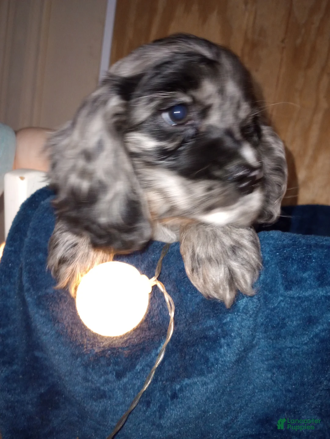 Cocker Spaniel dogs for sale: Sunny - Ad 1