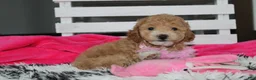 Bichpoo dogs for sale: Kallista  - Ad 6