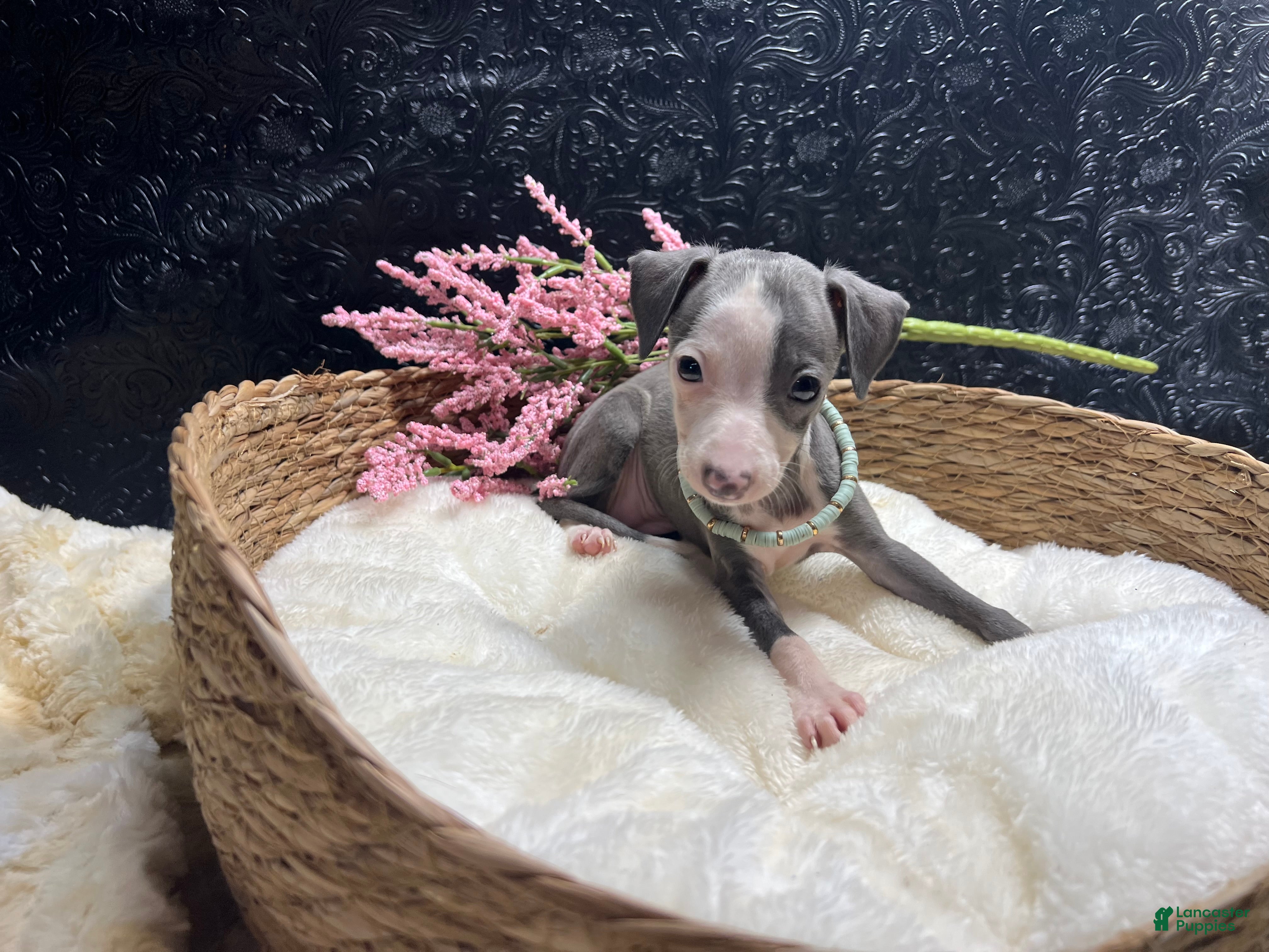 Italian Greyhound dogs Italian Greyhound 4 - Ad 1