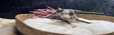 Italian Greyhound 4