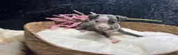 Italian Greyhound dogs for sale: Italian Greyhound 4 - Ad 1