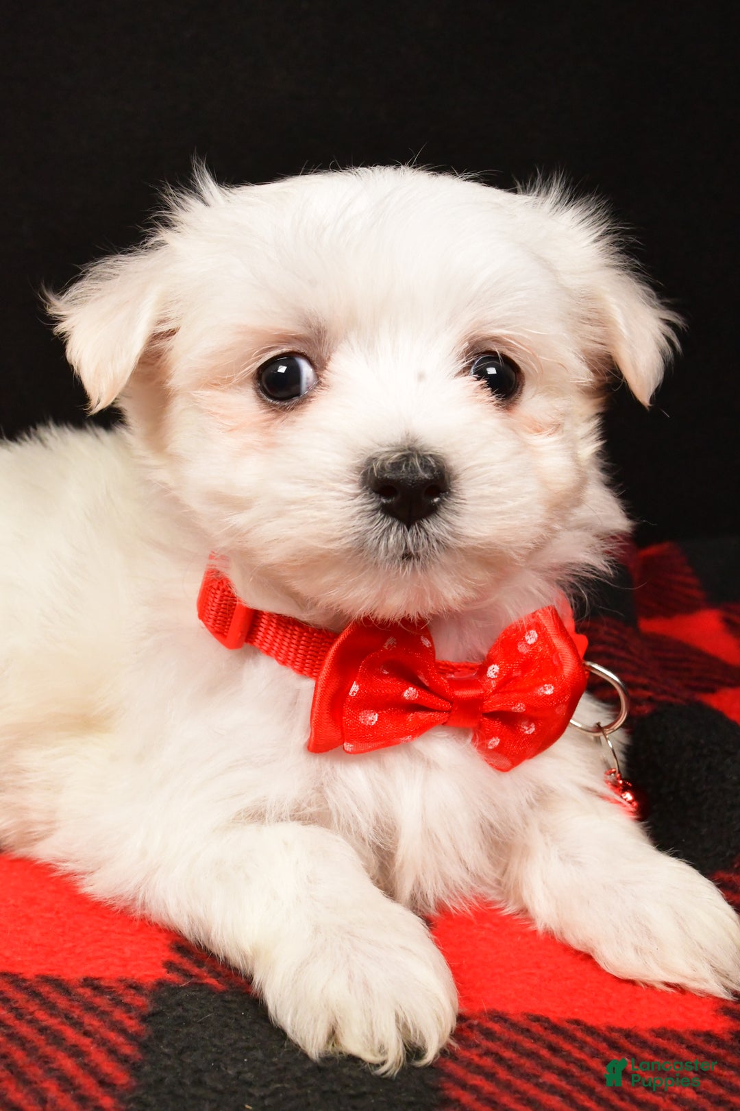 Maltese dogs for sale: Montey - Ad 4