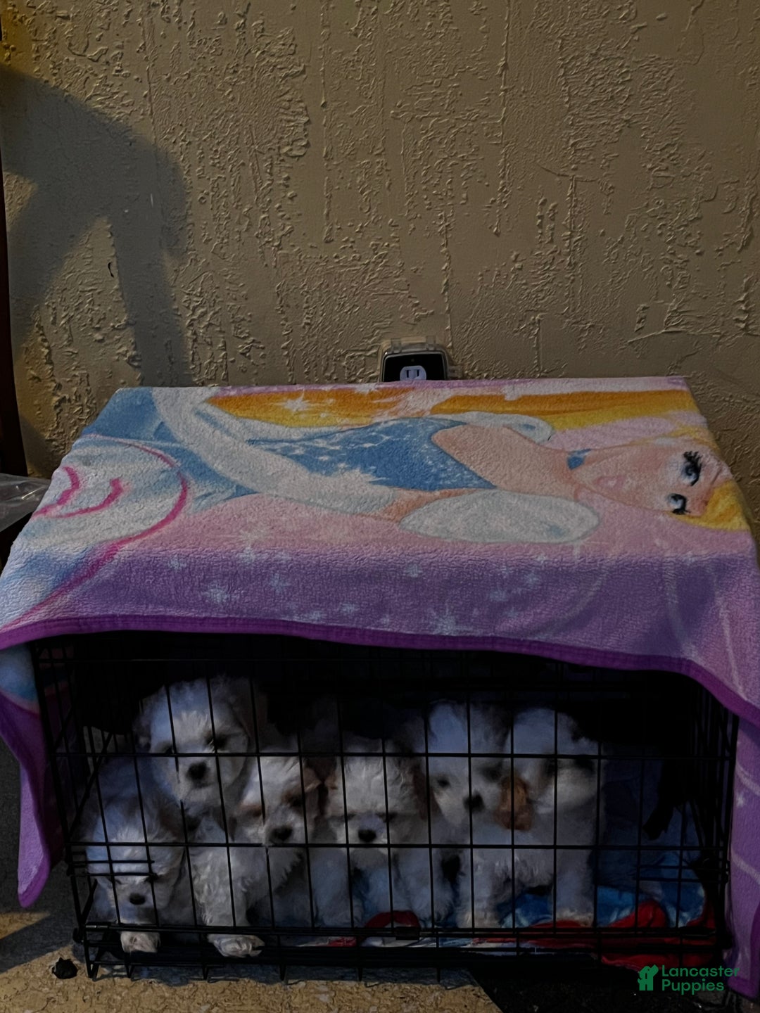 Shih Tzu dogs for sale: Maple - Ad 9