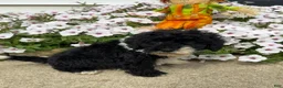 Miniature Poodle dogs for sale: Max - Ad 7