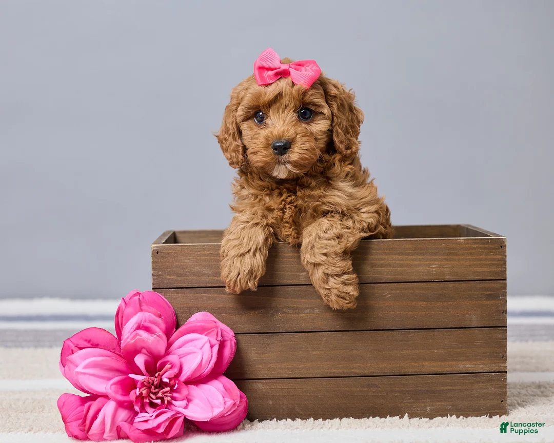 Cavapoo dogs for sale: Brittany - Ad 1