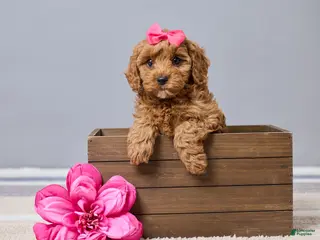 Cavapoo dogs for sale: Brittany - Ad 2