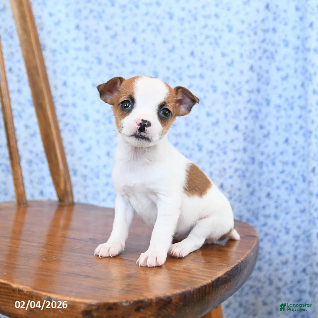 Jack Russell Terrier dogs for sale: Coconut - Ad 2