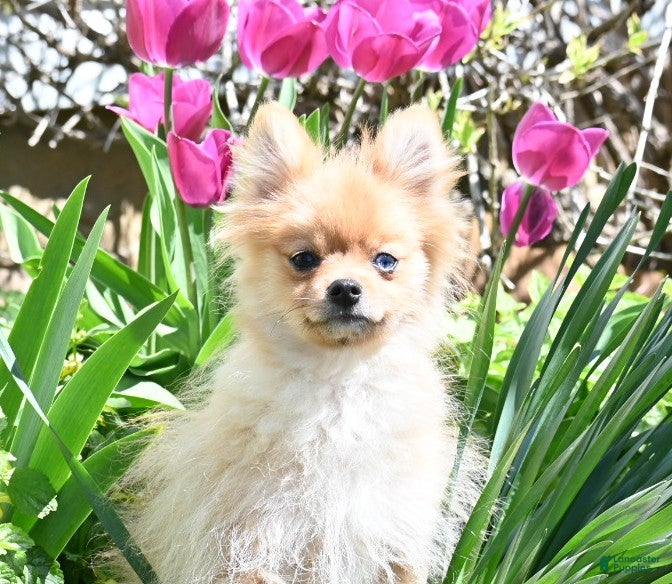 Pomeranian dogs Timmy - Ad 42
