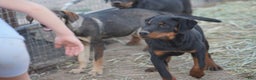 Rottweiler dogs for sale: Raja M1 - Ad 7