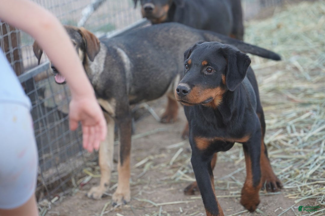 Rottweiler dogs for sale: Raja M1 - Ad 7