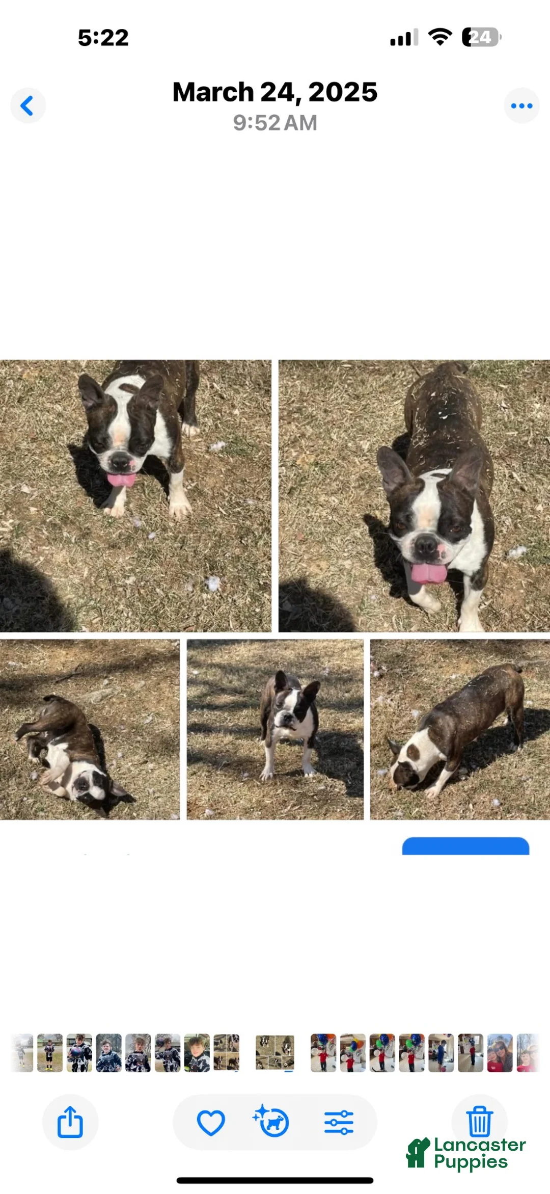 Boston Terrier dogs for sale: TiggerBoston Terrier 2 - Ad 10