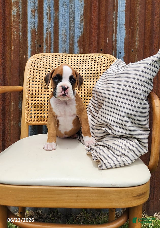 Boxer dogs Chloe - Ad 1