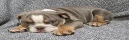 English Bulldog dogs for sale: Clarence - Ad 6