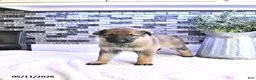 German Shepherd dogs for sale: Asia - Ad 2