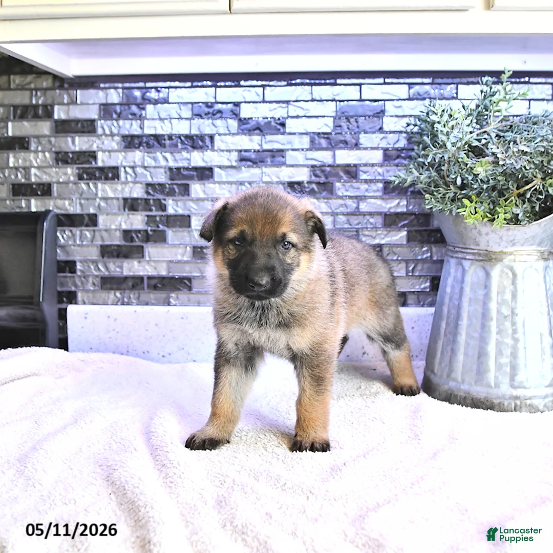 German Shepherd dogs for sale: Asia - Ad 2