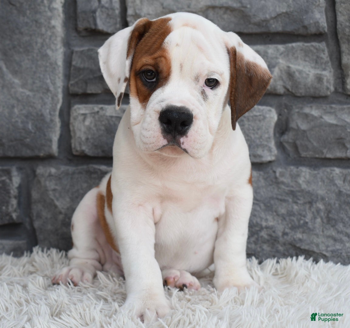 Beabull dogs Murphy  - Ad 2