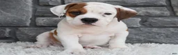 Beabull dogs for sale: Murphy  - Ad 2
