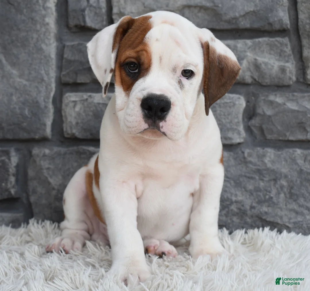 Beabull dogs for sale: Murphy  - Ad 2