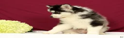 Pomsky dogs for sale: Orlando - Ad 3