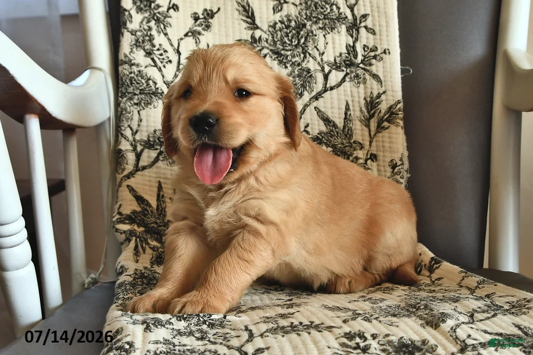 Mixed Breed dogs for sale: Teddy - Ad 2