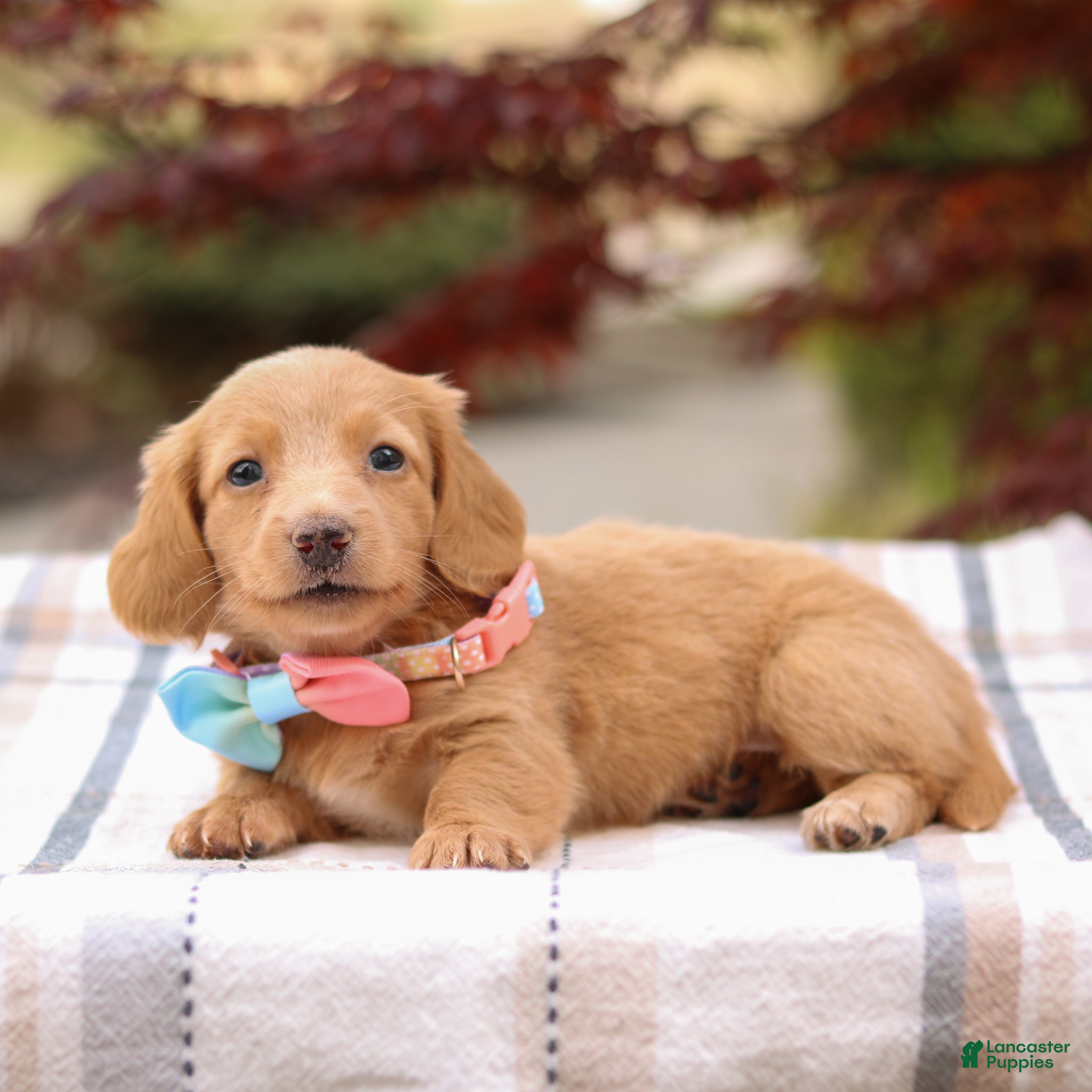 Miniature Dachshund dogs Kelly - Ad 2