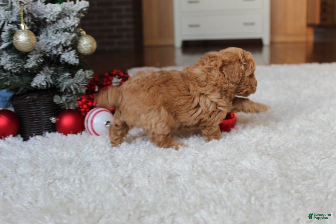 Toy Poodle dogs for sale: Carson - Ad 6