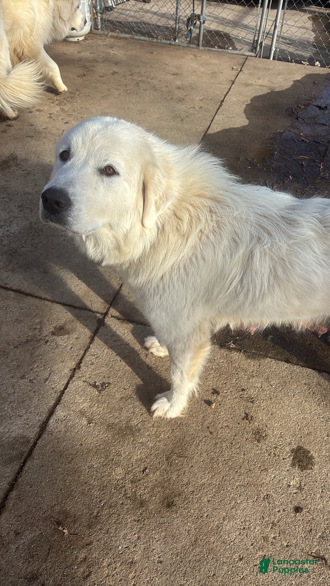 Great Pyrenees dogs for sale: Great Pyrenees Puppy 1 - Ad 3