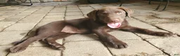 Labrador Retriever dogs for sale: Rocko - Ad 1