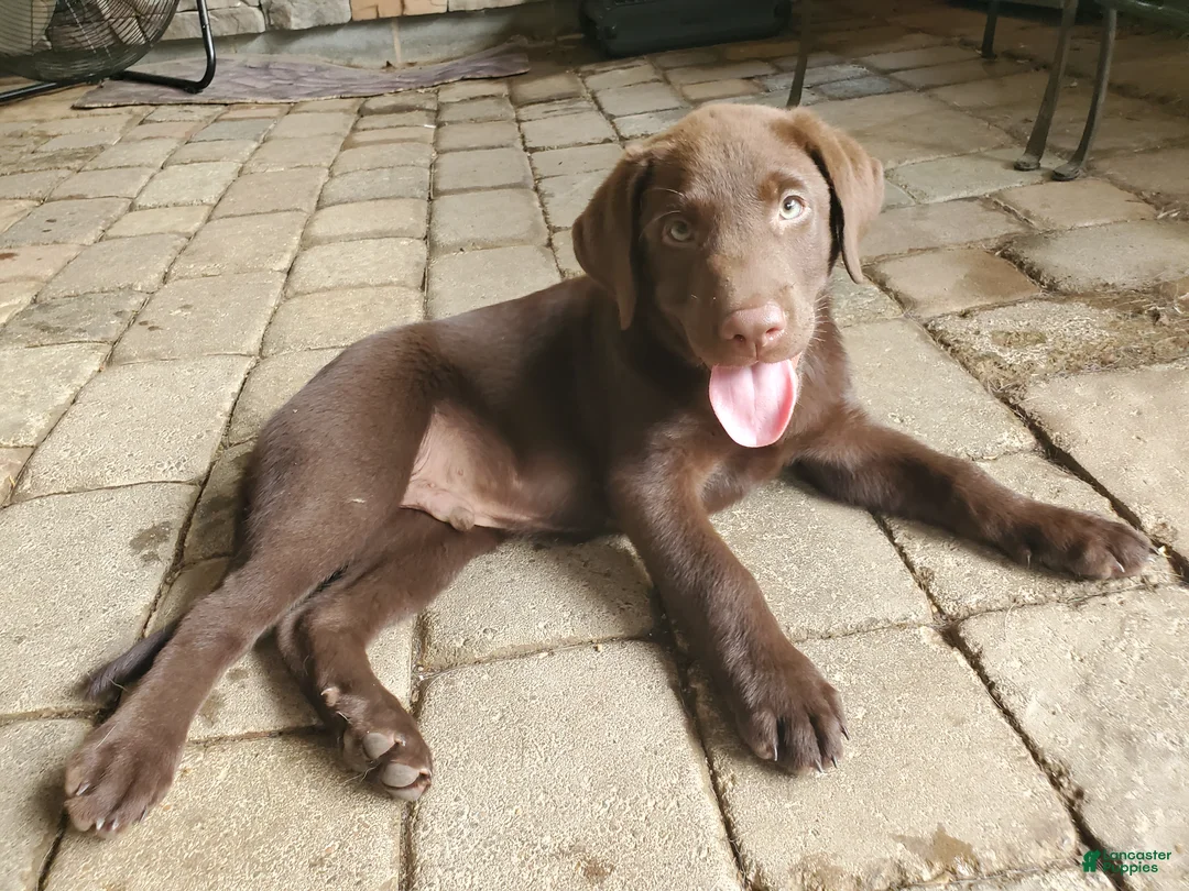 Labrador Retriever dogs for sale: Rocko - Ad 1