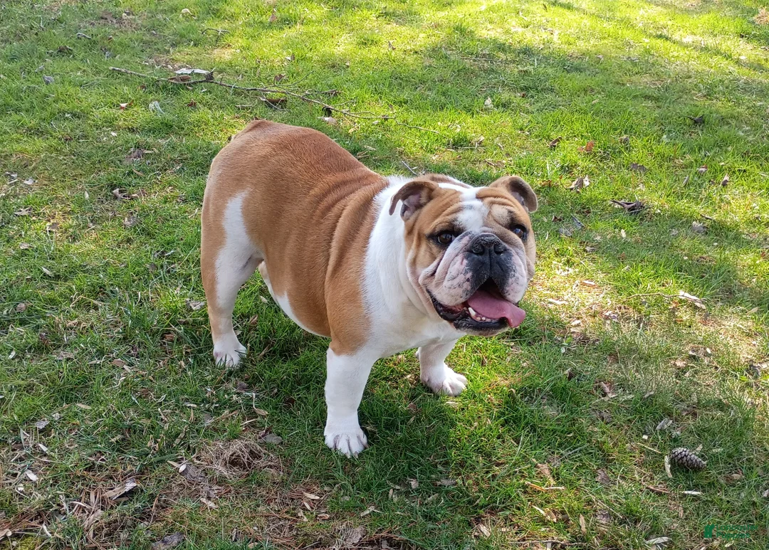 English Bulldog dogs for sale: Jewels - Ad 1