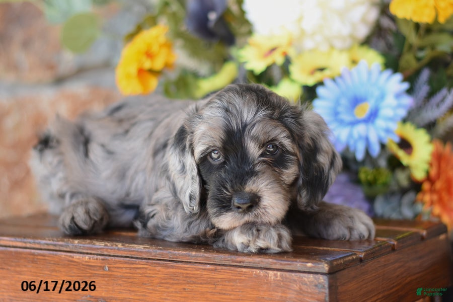 Mini Goldendoodle dogs Wrangler - Ad 2
