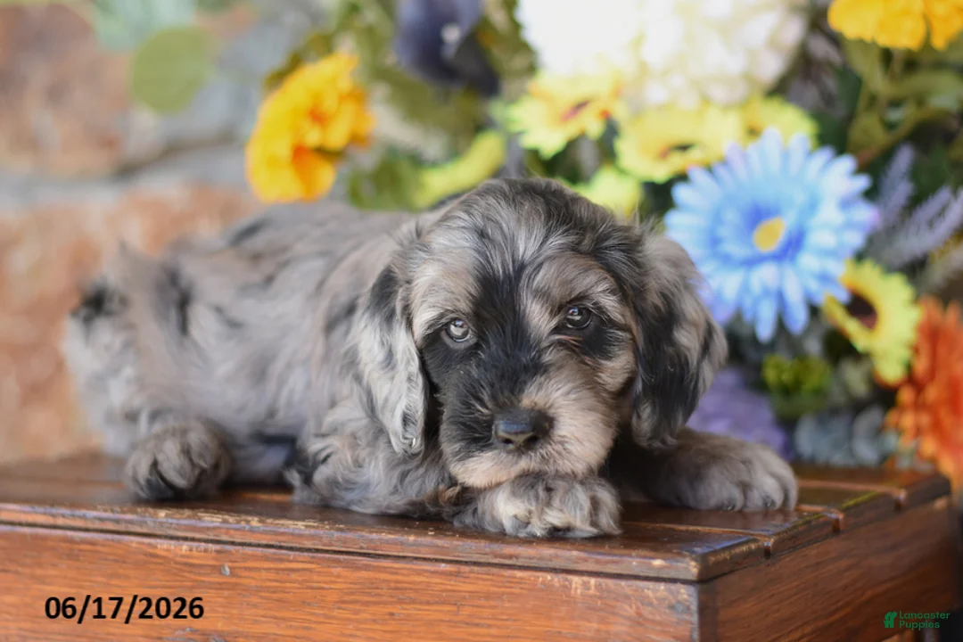 Mini Goldendoodle dogs for sale: Wrangler - Ad 2