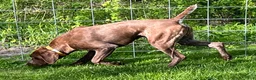 German Shorthaired Pointer dogs for sale: M1 - Ad 11