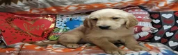 Golden Retriever dogs for sale: Gusto me Gusta - Ad 1