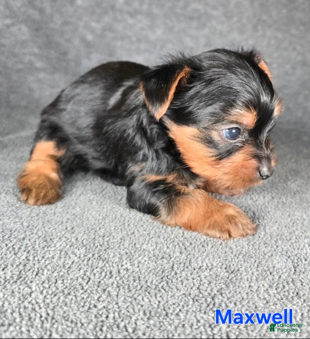 Yorkshire Terrier dogs for sale: Maxwell - Ad 11