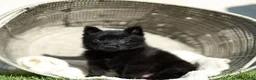 German Shepherd dogs for sale: Ford German Shepherd  - Ad 1