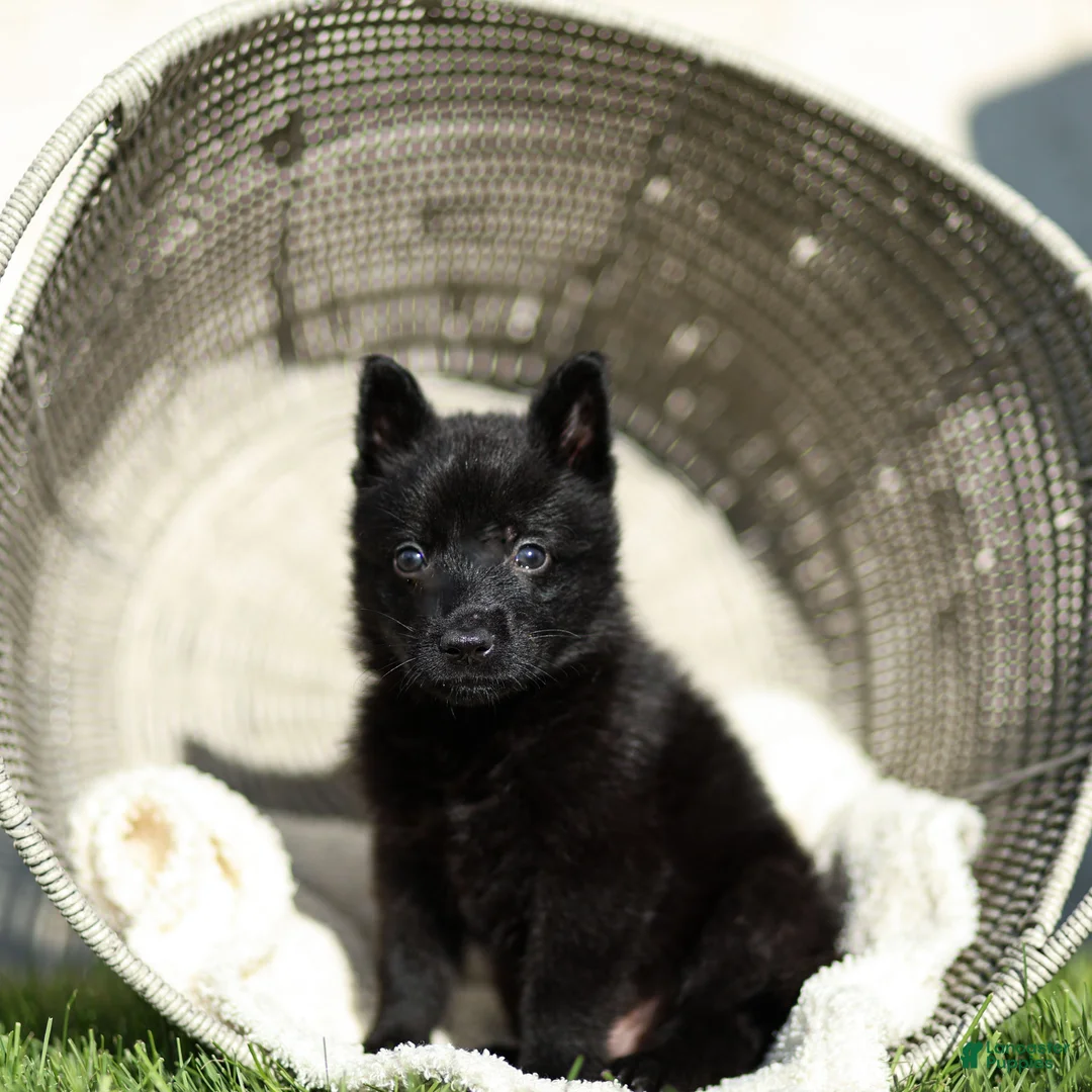 German Shepherd dogs for sale: Ford German Shepherd  - Ad 1
