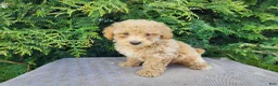 Mini Bernedoodle dogs for sale: Liam - Ad 4