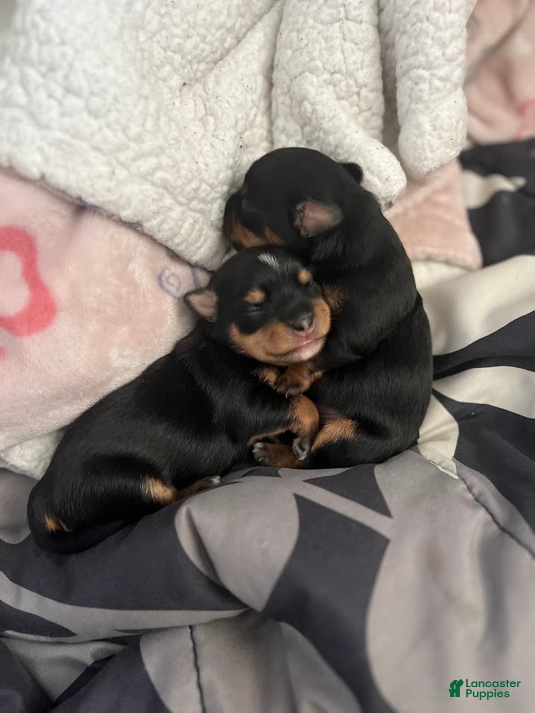 Yorkiepoo dogs for sale: Yorkiepoo Puppy 2 (Izzy) - Ad 9