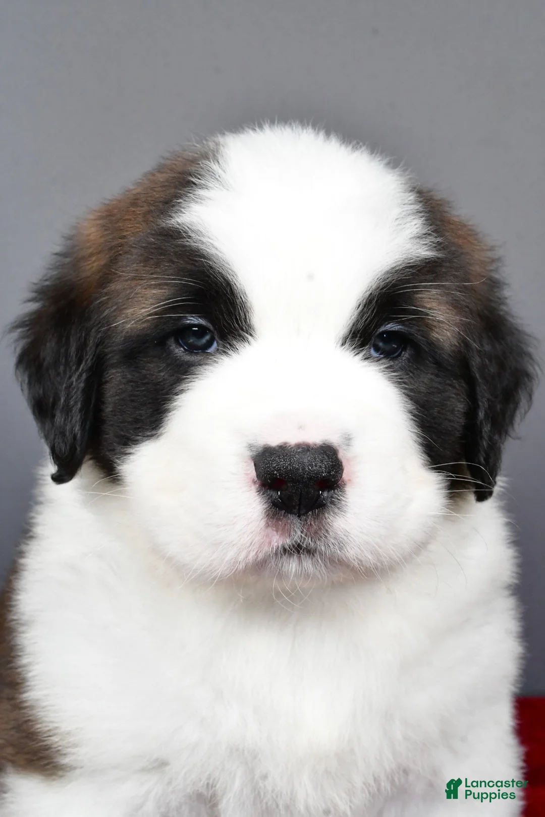 Saint Bernard dogs for sale: brutus - Ad 2